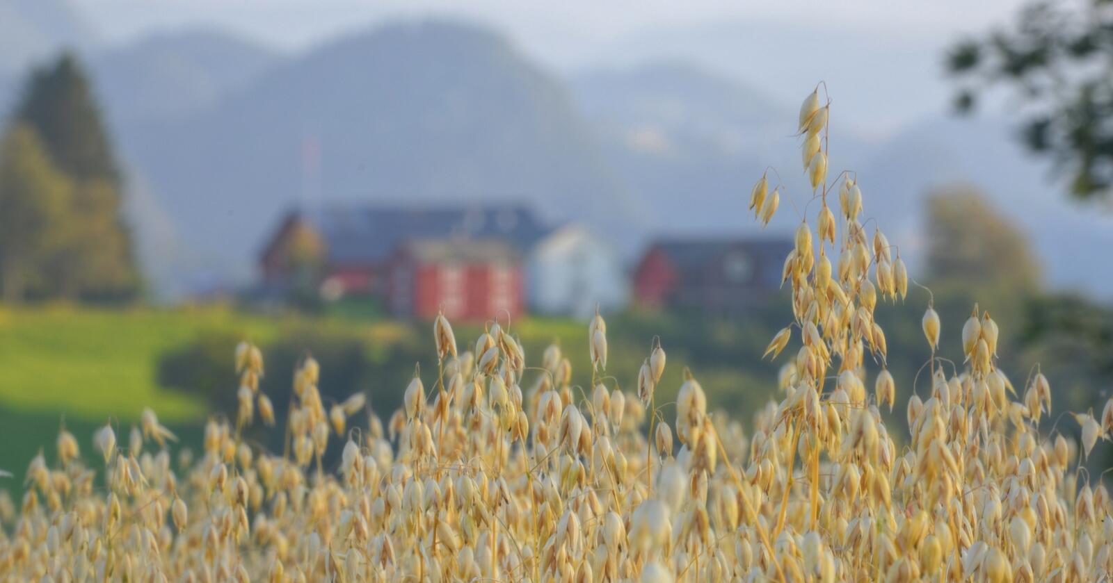 NORSK: Målet er å øke andelen norsk korn i matproduksjon fra dagens cirka 50 prosent, og opp til 90 prosent i 2030. Foto: Anbjørg Engen