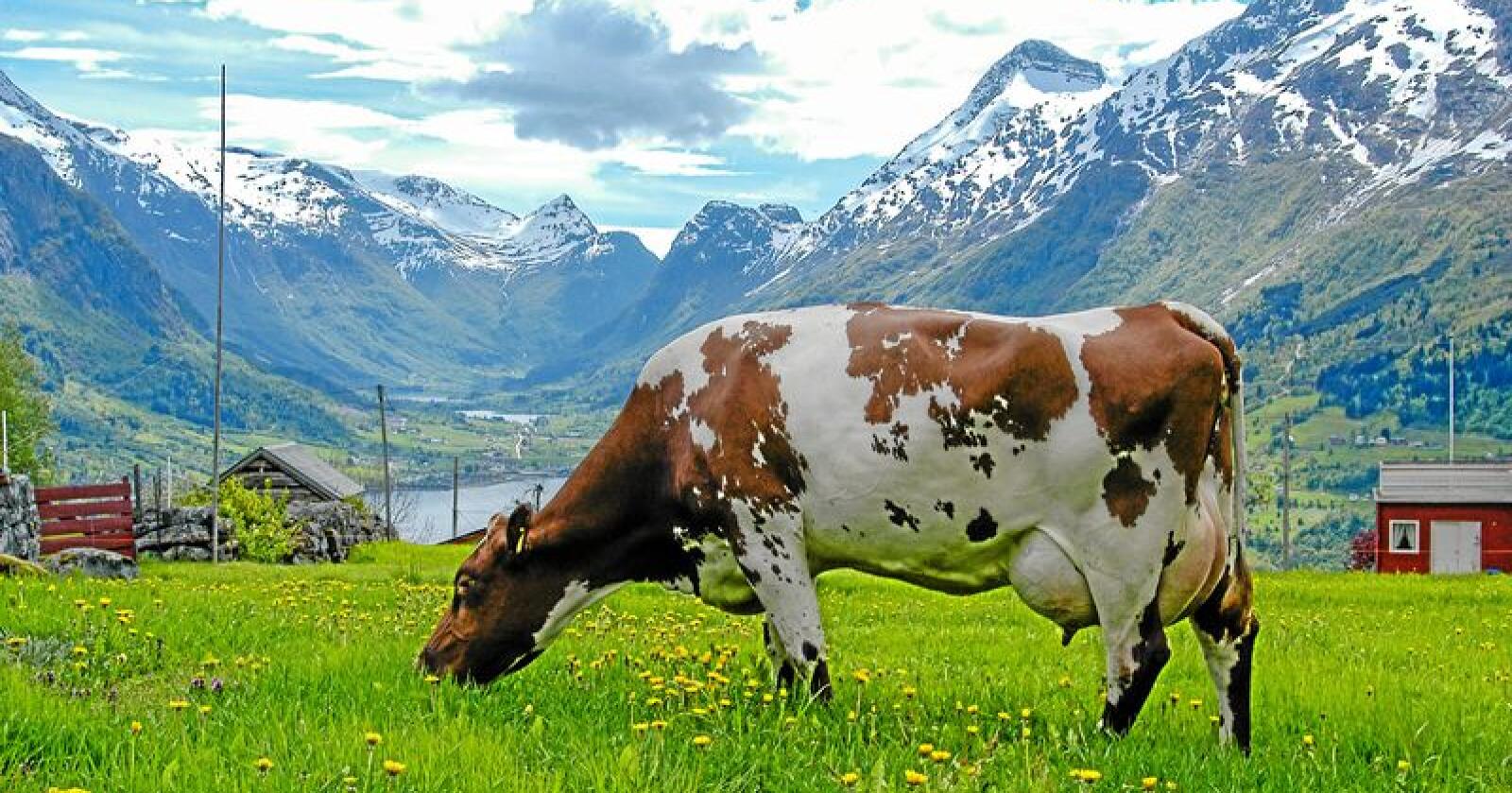 Åpner: Norge kan produsere en viss mengde kjøtt bærekraftig. Foto: Solveig Goplen/Nibio