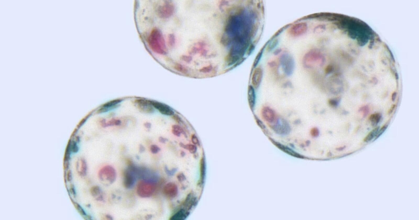 EMBRYO: Bildet viser fargede embryo utviklet fra en eggcelle befruktet in vitro, dvs på laboratoriet. Embryoene består på dette stadiet av mange celler, og kalles en blastocyst. Foto: Norsvin