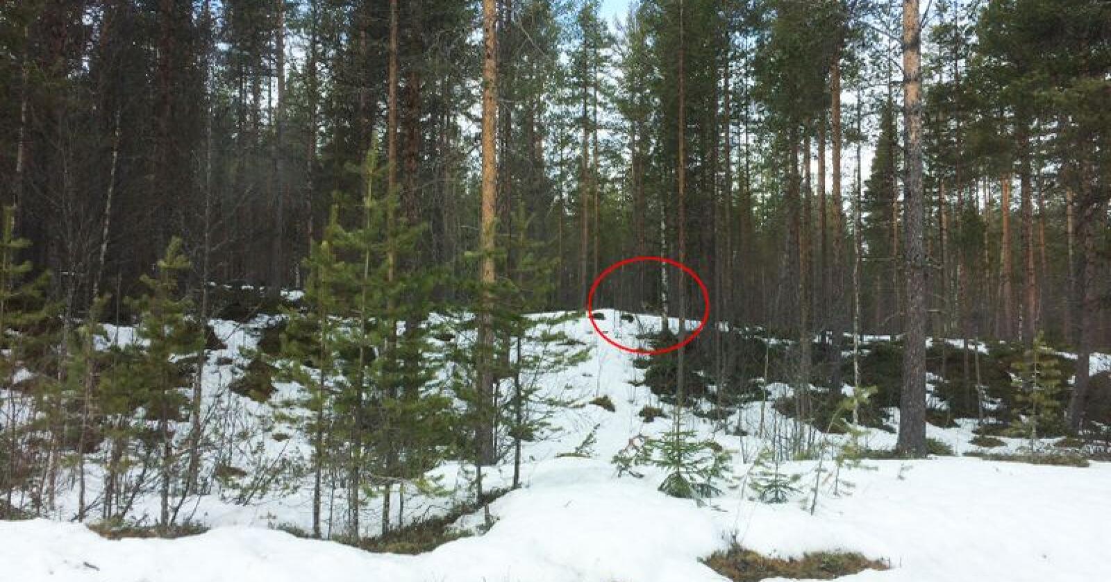Blikkontakt med ulven: Observasjonen ble gjort av landbrukssjef i Tolga kommune, Kjersti Ane Bredesen, som også tok bildet. Foto:  Kjersti Ane Bredesen