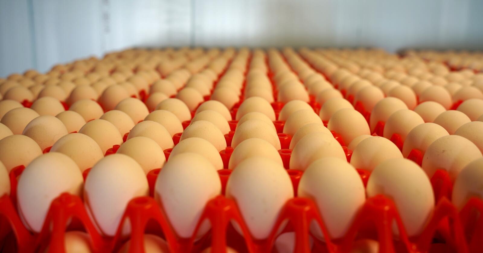 Overproduksjon av egg har ført til tiltak for å stanse bønder fra å produsere. Foto: Lars Bilit Hagen