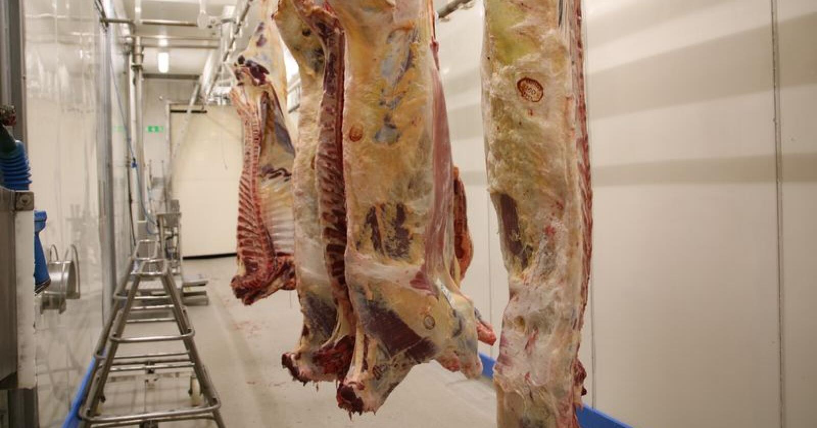 Mattilsynet har gjennomført overvåking av rester fra antibakterielle midler i slakt av storfe, småfe og svin (AB-restprogrammet). Illustrasjonsfoto: Karl Erik Berge