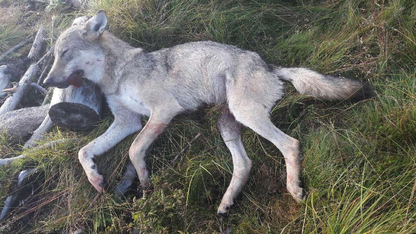 Denne ulven ble skutt av jaktlag i Østre Toten i begynnelsen av august. DNA-analyser har bekreftet at dette er ulven som alene har tatt 225 sauer. Foto: Statens naturoppsyn / NTB scanpix