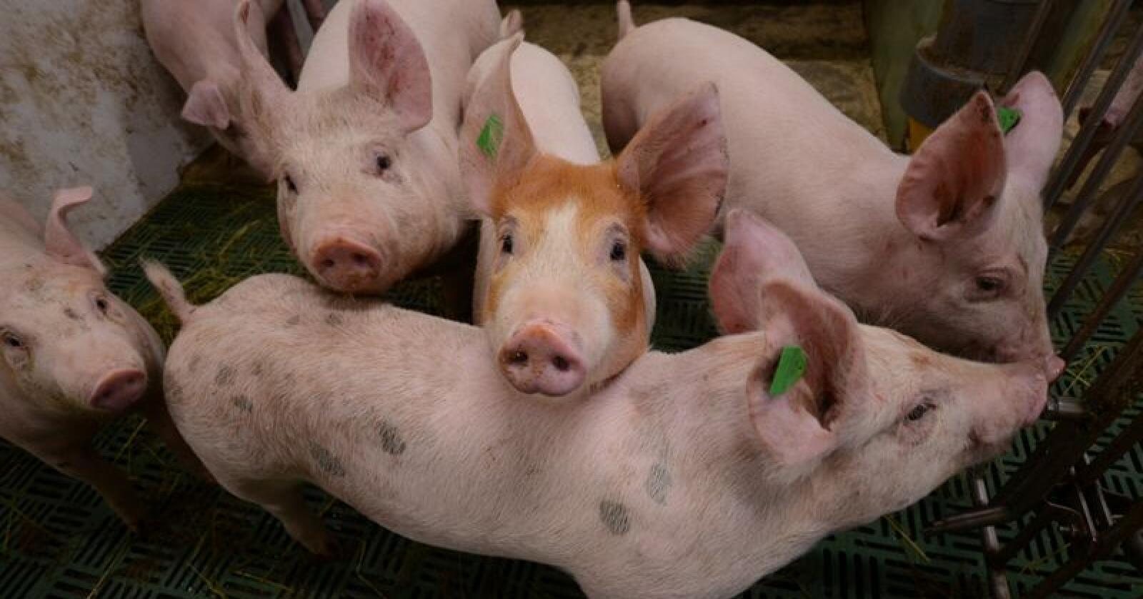 Et helt år uten funn av MRSA-smitte i norsk svineproduksjon er et bevis på at kampen mot smitten fungerer. Foto: Liv Jorunn D. Sagmo