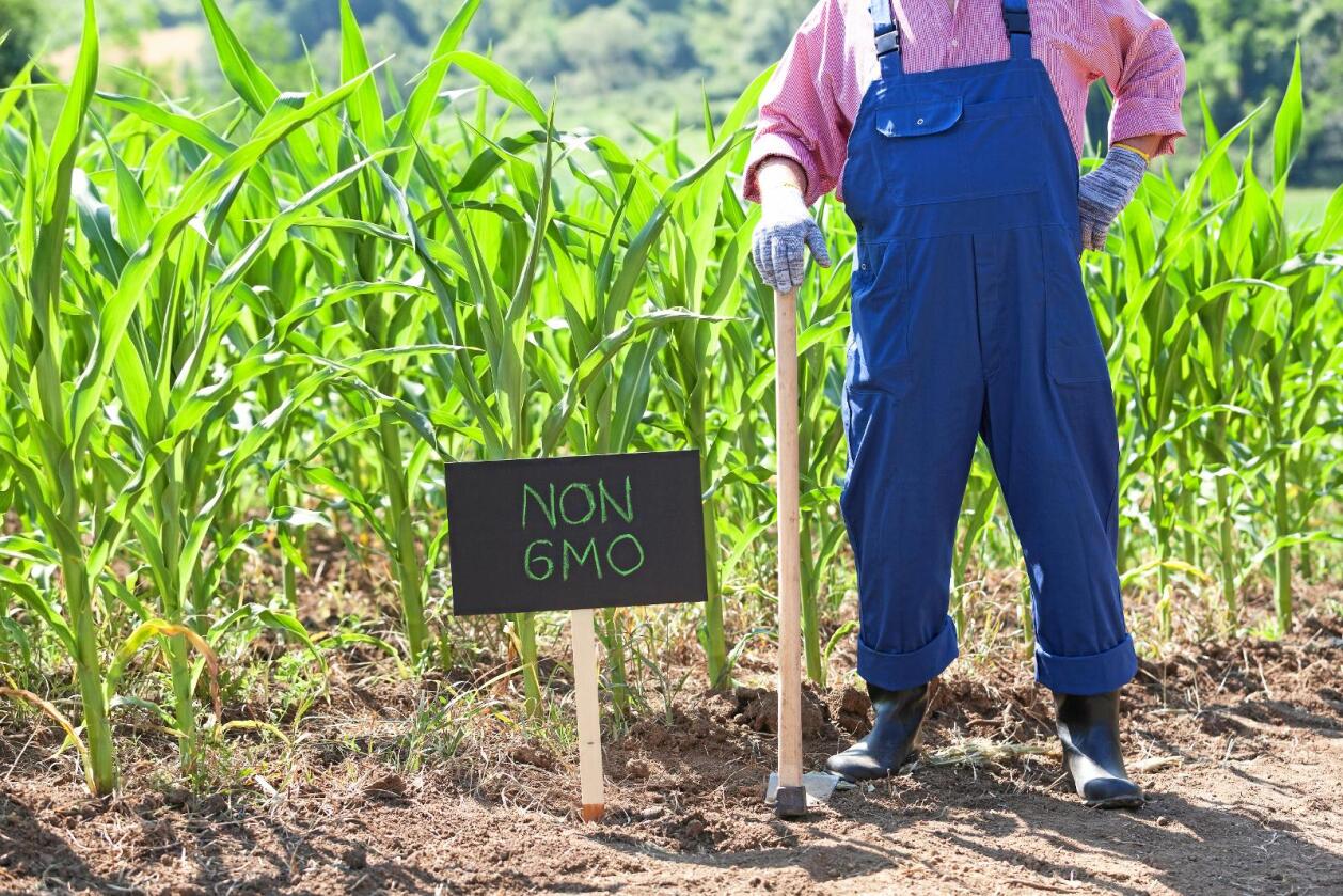 Forbud: Norge har et strengt regelverk for innføring og dyrking av GMO-er. Det hindrer innovasjon og kan ikke være til fordel for landbruket. Foto: Mihajlo Maricic / Mostphotos