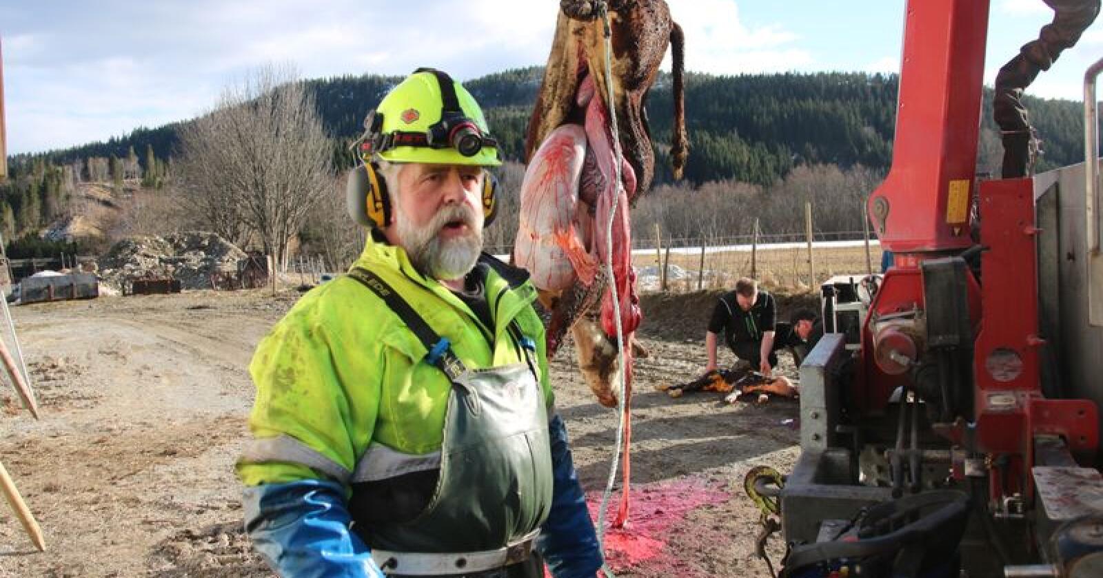 Erfaren venn i nøden: Nødslakter Stein Åge Vollan har jobbet i bransjen i 42 år. Han har travle dager i kalvingssesongen for ammekyr. Foto: Camilla Mellemstrand. 