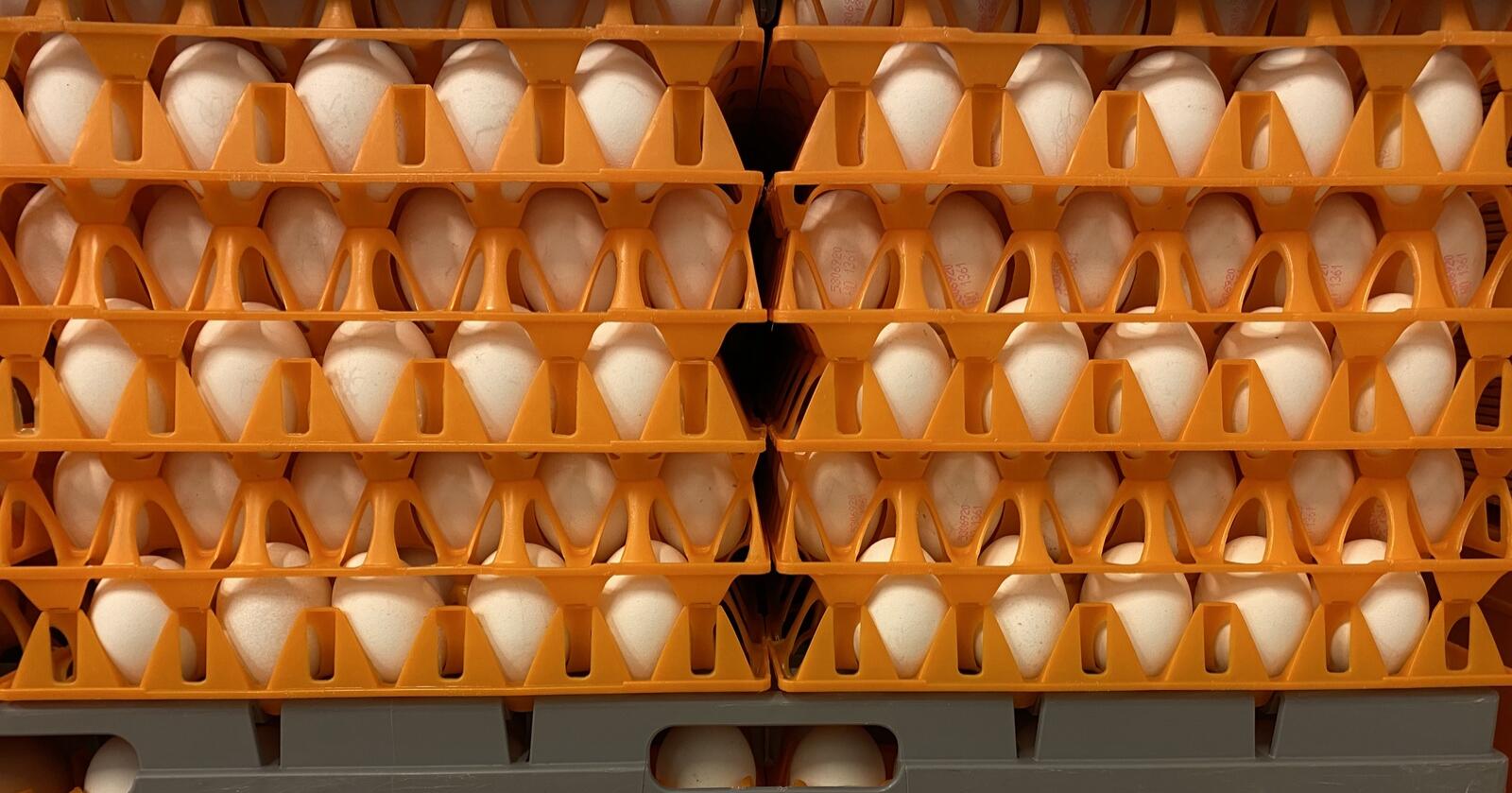 På tross av en overproduksjon på 3000 tonn er det importert 170 tonn egg fra Europa i år. Foto: Camilla Mellemstrand