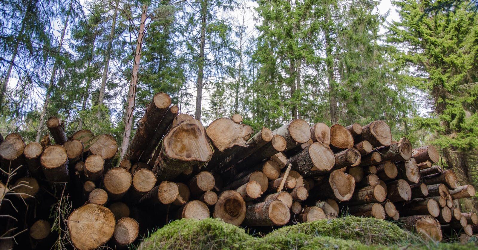 Ikke bærekraftig: Norsk skogbruk er ikke bærekraftig før næringsnøytrale, fagbiologiske registreringer er foretatt i all skog som planlegges hogd, skriver innsenderen. Foto: Mostphotos