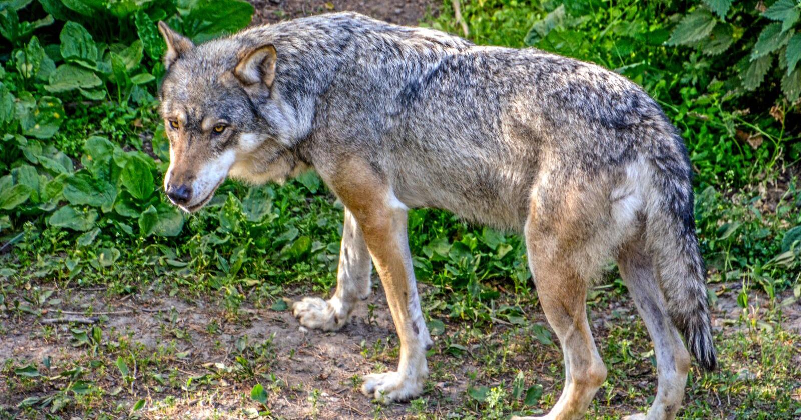 En ulv er observert på frifot flere steder i Viken de siste dagene. Nå utvides fellingstillatelsen til også å gjelde Kongsberg. Foto: Mostphotos