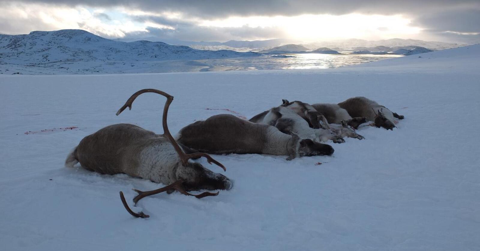 Direktoratet og tilsynet mener ordinær jakt fremdeles skal være det primære virkemiddelet. Foto: Petter Braaten, Statens naturoppsyn/Miljødirektoratet