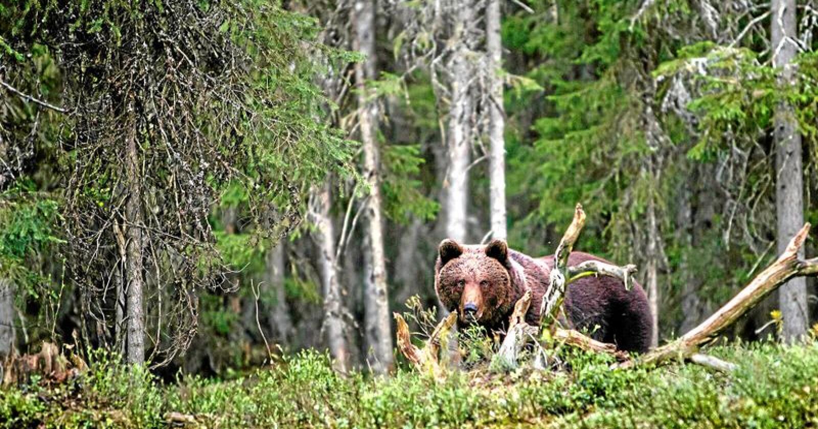 Det er gitt tillatelse til å jakte en bjørn i Sør-Varanger. Foto: Per Harald Olsen / NTNU
