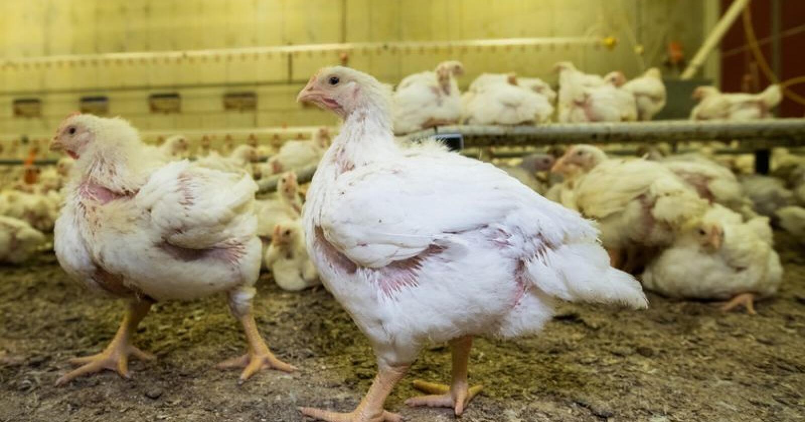 Neste dyr ut: Dagens kyllingproduksjon er MDGs nye mål. Foto: Vidar Sandnes