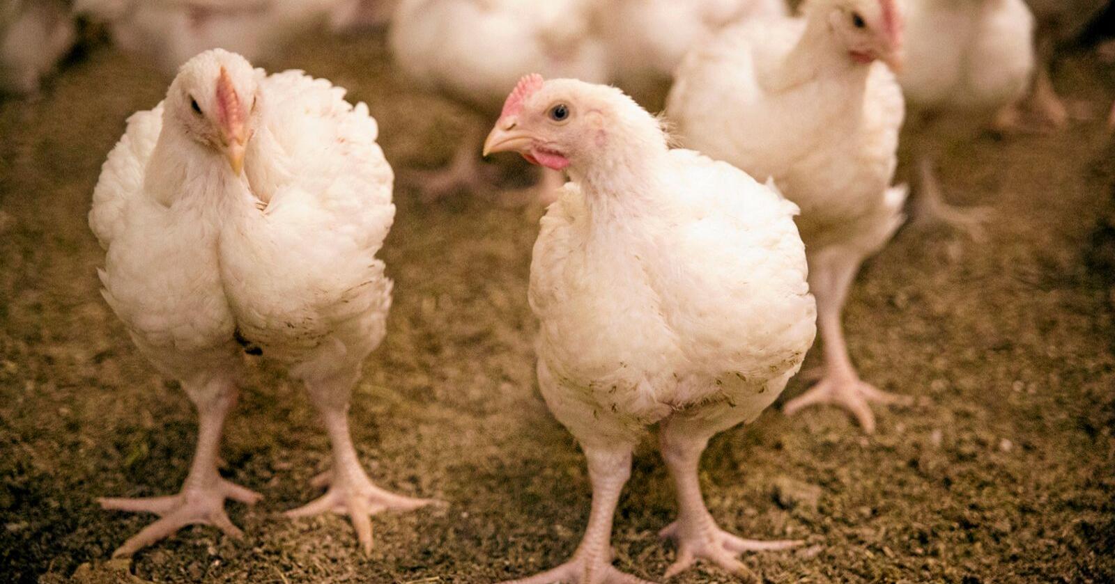 Norsk Kylling ber om dialog med Mattilsynet etter at tilsynsmyndigheten ba dem stanse bruken av en rapport som roste kyllinghybriden som eksklusivt brukes i deres produksjon. Foto: Dyrevernalliansen