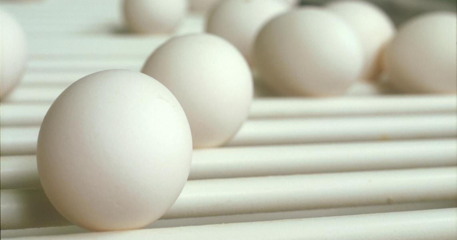 Vil overskuddet til livs: For å redusere overskudd av egg, har Omsetningsrådet vedtatt en forskrift om tilskudd til produsenter som gjennomfører opphold i eggproduksjonen. Foto: Nortura