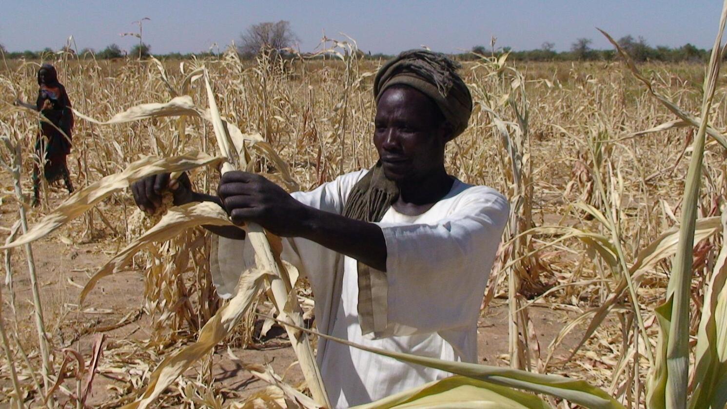 Avlingssvikt: Tørke, som hos Goutrane Saleh i Tsjad, presser matlagre og destabiliserer markedet Norge er avhengig av. Foto: Irina Fuhrmann/Oxfam.