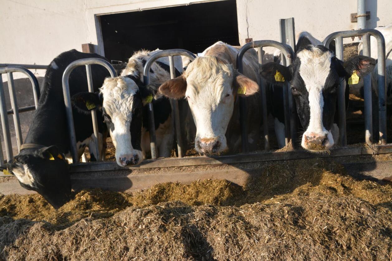 GMO-fritt: Tyske Aldi vil nå kun ha melk fra kyr som spiser GMO-fritt fôr. (Foto: Illustrasjonsfoto: Anders Sandbu)