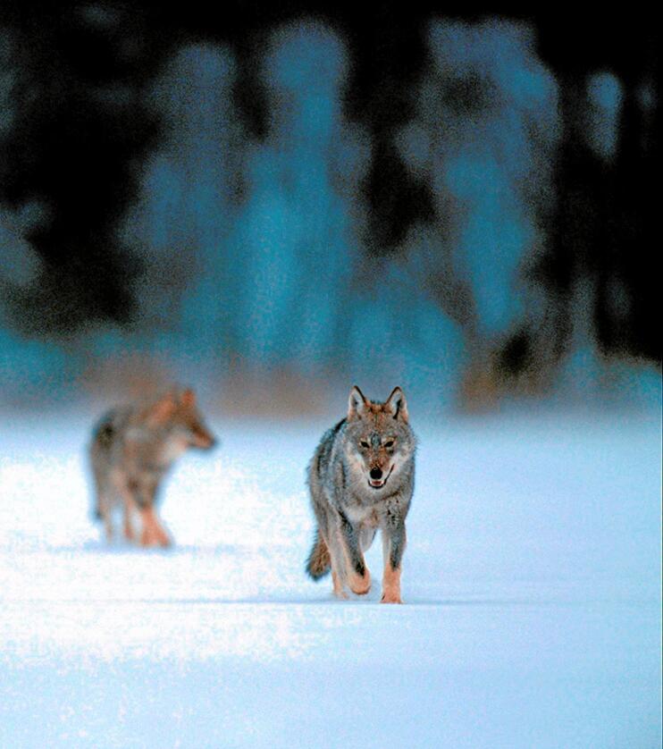 Ulvene på bildet har ingenting med de omtalte ulvene å gjøre. Illustrasjonsfoto: Staffan Widstrand 
