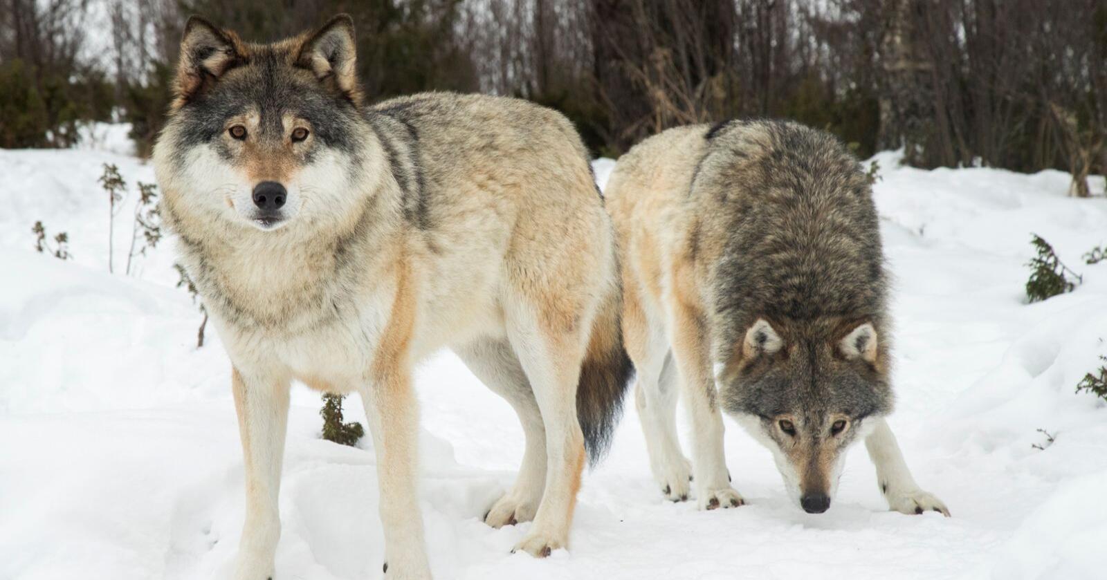 26 ulver kan felles utenfor ulvesonene i årets ulvejakt. Disse ulvene bor på Langedrag. Foto: Heiko Junge / NTB

