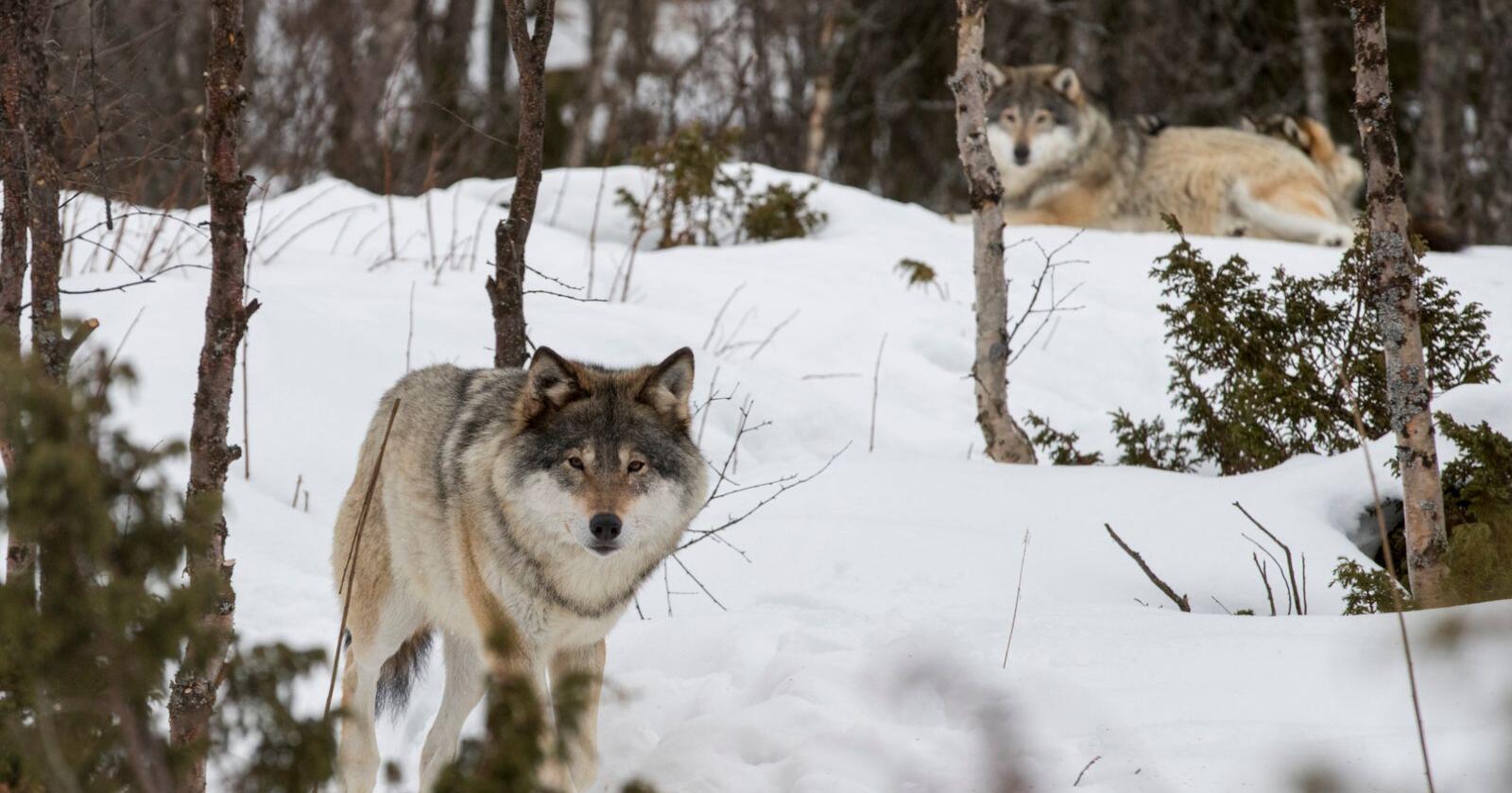 Arbeiderpartiet og Sosialistisk Venstreparti ønsker ikke å senke bestandsmålet for rovdyr i Norge. Foto: Heiko Junge / NTB