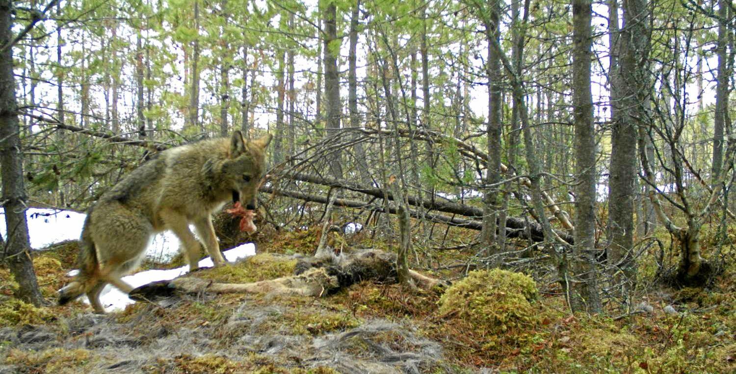 Sulten: Elg er en viktig del av dietten til ulven. Her har et viltkamera fanget opp en ulv som spiser på et elgkadaver. Foto: Skandulv