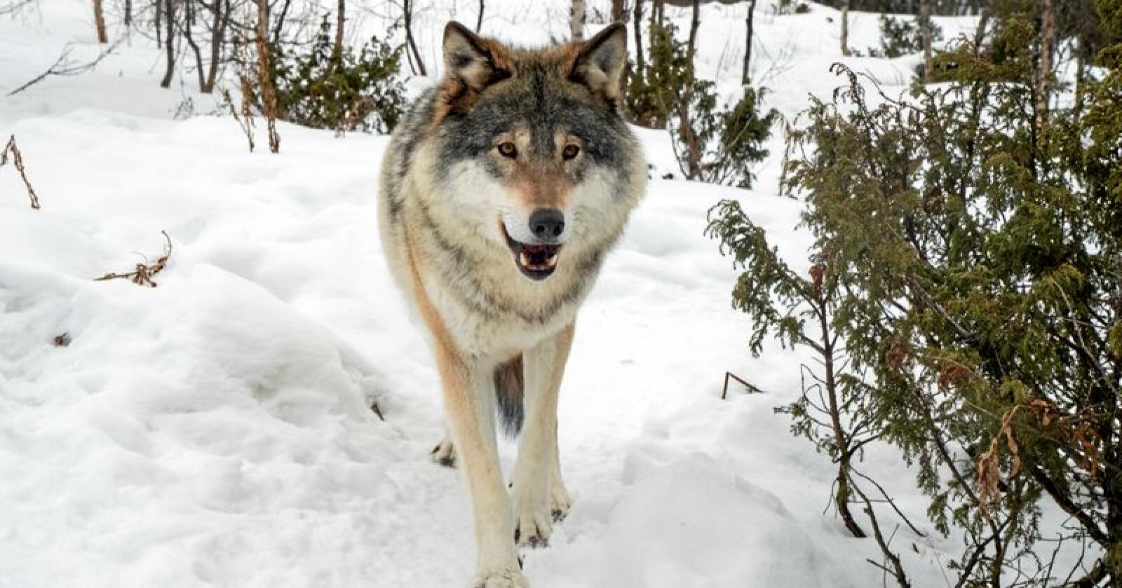 Det er ingen grunn til å hate ulven, den følger bare instinktene sine, skriver ulvemotstander i dette innlegget. Foto: NTB scanpix