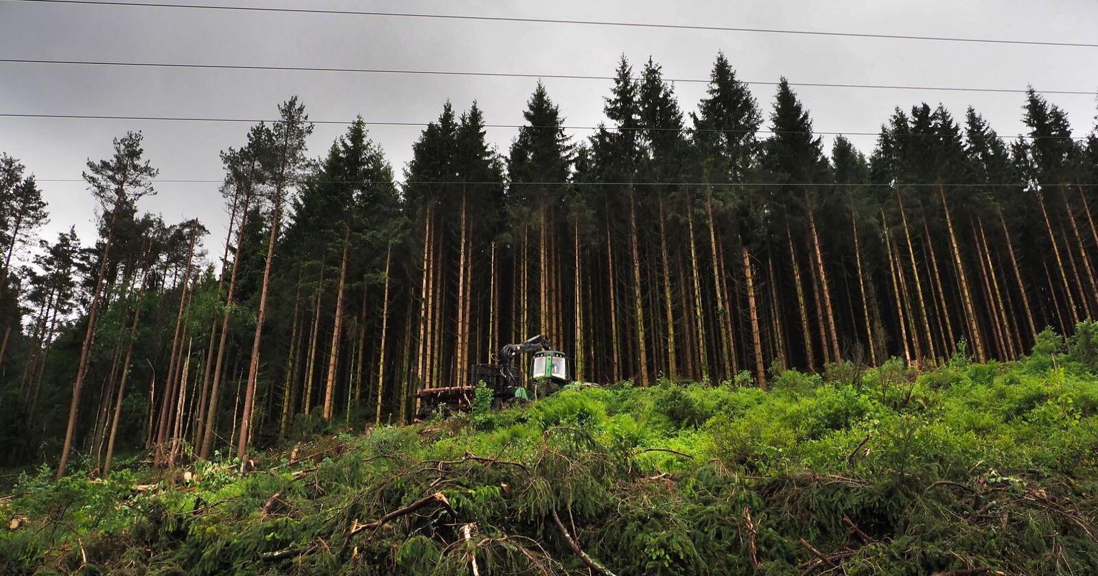 Skogen skal brukes som et viktig verktøy i kampen mot Norges CO2-utslipp, ifølge regjeringen. Illustrasjonsfoto: Siri Juell Rasmussen