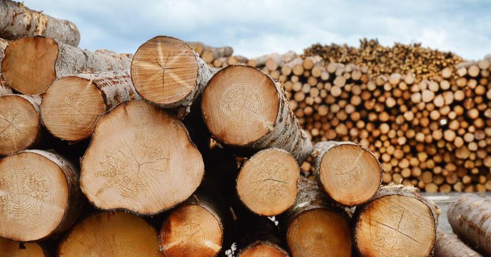 Prisene på tømmer fortsetter å øke også i første kvartal i 2019. Foto: Siri Juell Rasmussen
