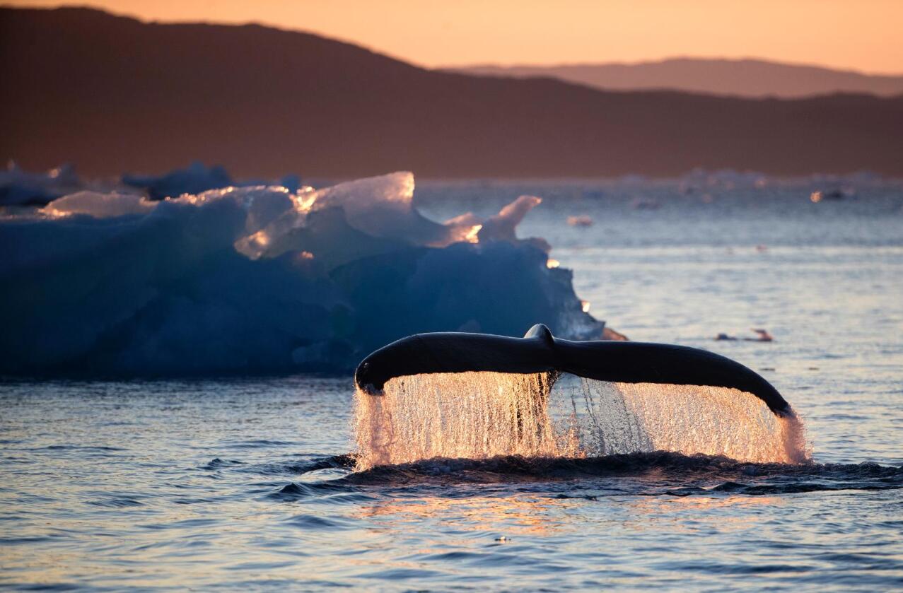 Talt. En knølhval svømmer i nærheten av Grønland. Årets hvaltelling går mot slutten for Havforskningsinstituttet. Illustrasjonsfoto: David Goldman / AP / NTB scanpix