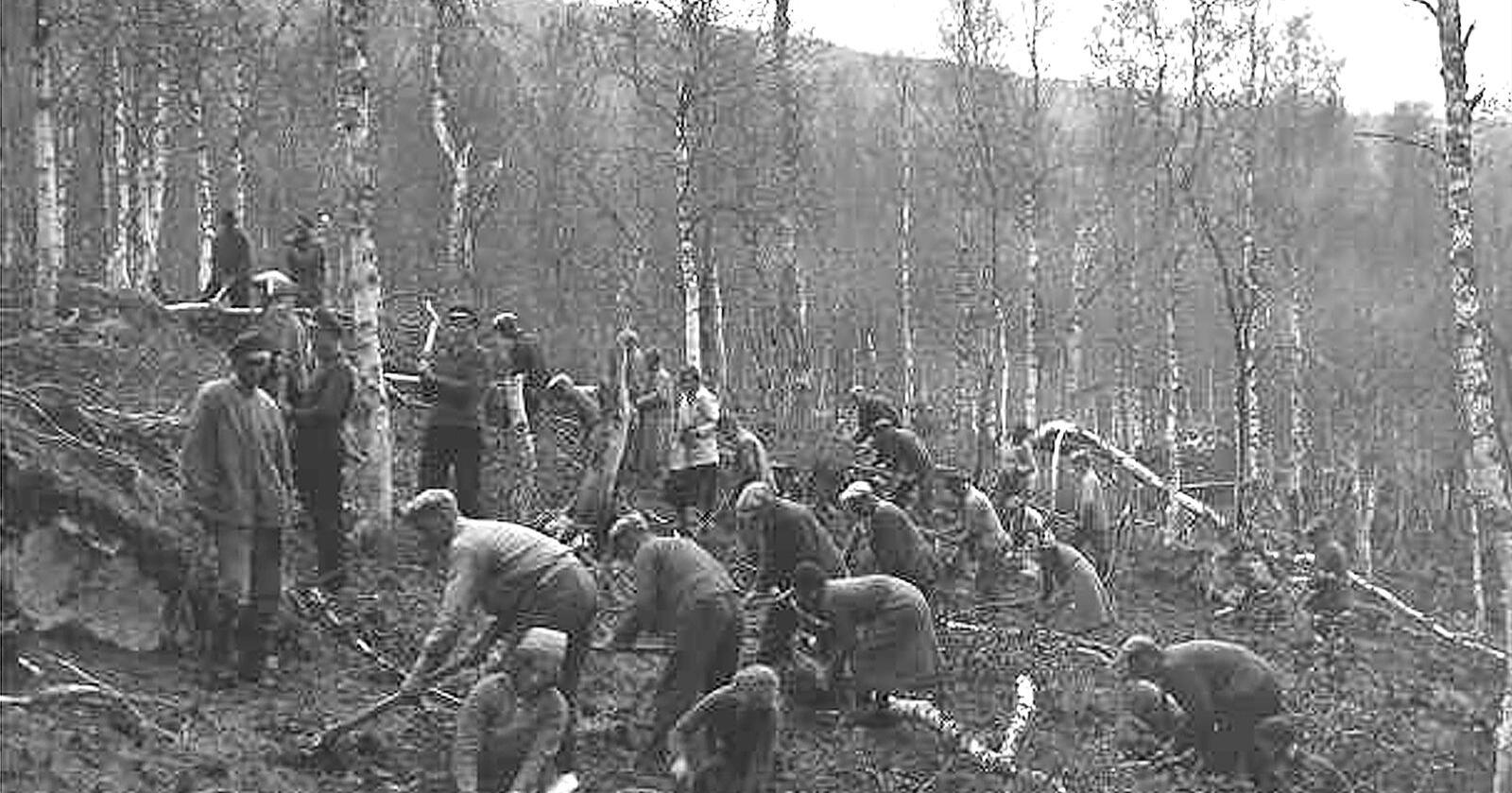 Bildet viser frivillige i som planter gran i 1935. Foto: Lyder Kvantoland/Nordlandsmuseet