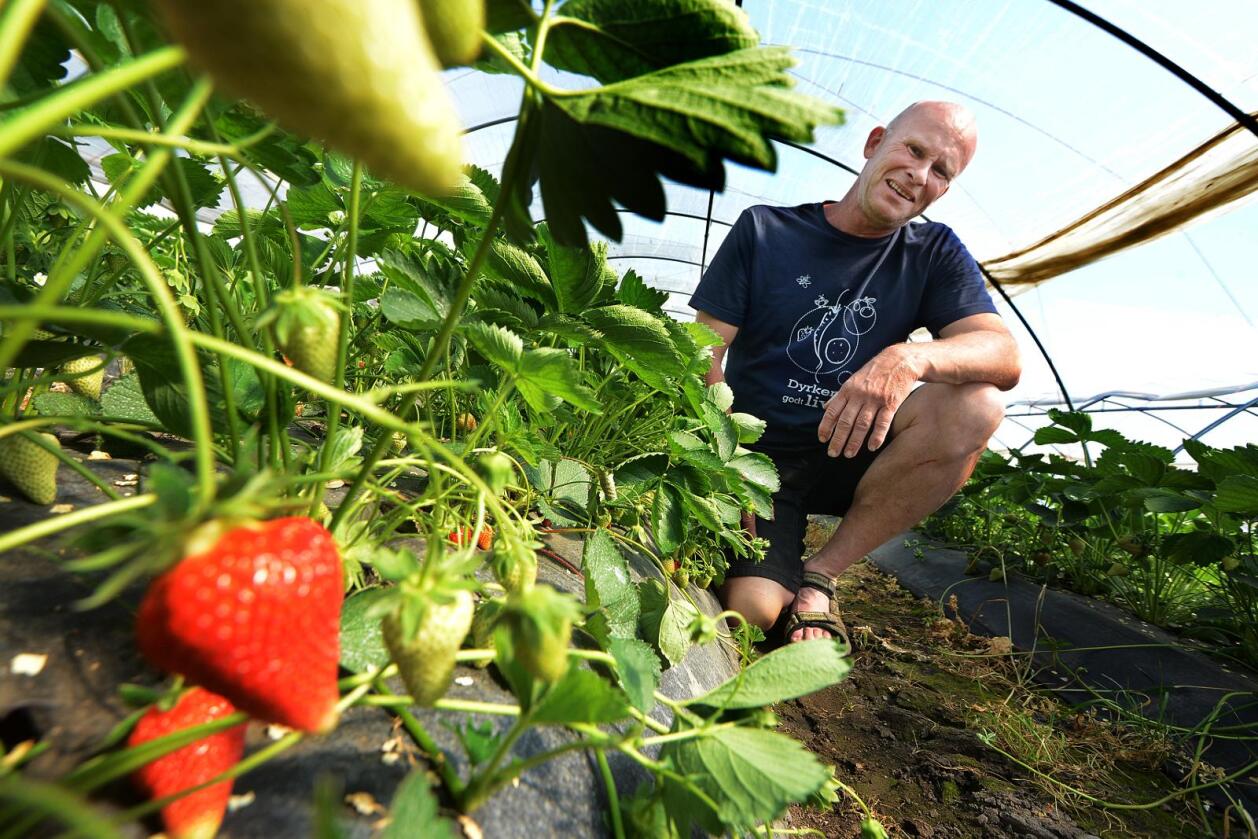 Drar seg til: Tom Christensen har nylig begynt å høste i tunnelene på Åsgårdstrand. – Norske jordbærforbrukere kan vente seg en lengre sesong enn tidligere, sier han. 