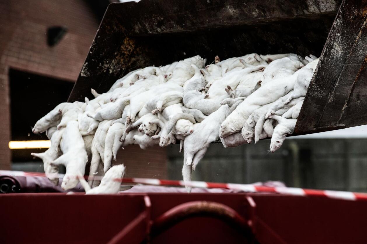 I november i fjor beordret den danske regjeringen slakting av all mink i landet etter at det ble oppdaget koronasmitte ved flere minkfarmer. Foto: Mette Mørk/Ritzau Scanpix/NTB