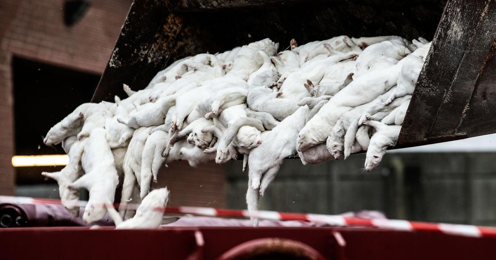 I overkant av 15 millioner mink ble mot slutten av 2020 avlivet i Danmark. I etterkant har myndighetene ved tre tilfeller funnet ulovlig minkhold hos tidligere oppdrettere. Her fra masseavlivningen høsten 2020. Foto: Mette Mørk / Ritzau Scanpix / NTB