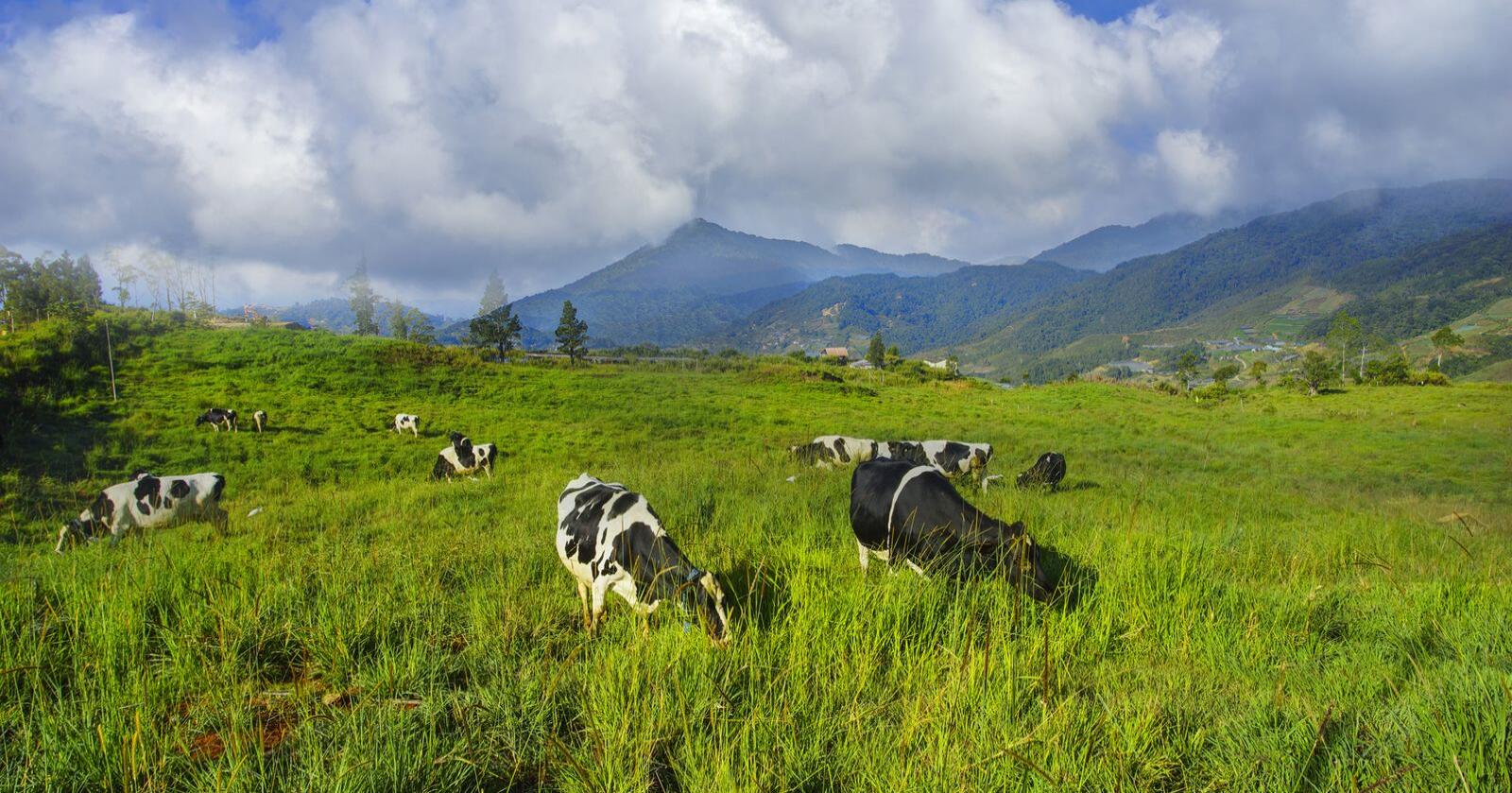 New Zealand er kjent for sitt landbruk og store besetninger. I 2019 hadde et gjennomsnitts melkebruk 435 kyr. Til sammenligning har snittgården i Norge 29 kyr. Foto: Mostphotos