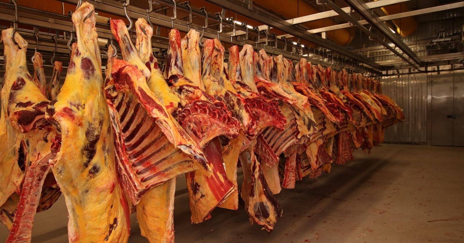 REGULERING: Ekstraordinært stor slakting av melkekyr fylte reguleringslageret for storfekjøtt i fjor. Foto: Norsk Landbruk