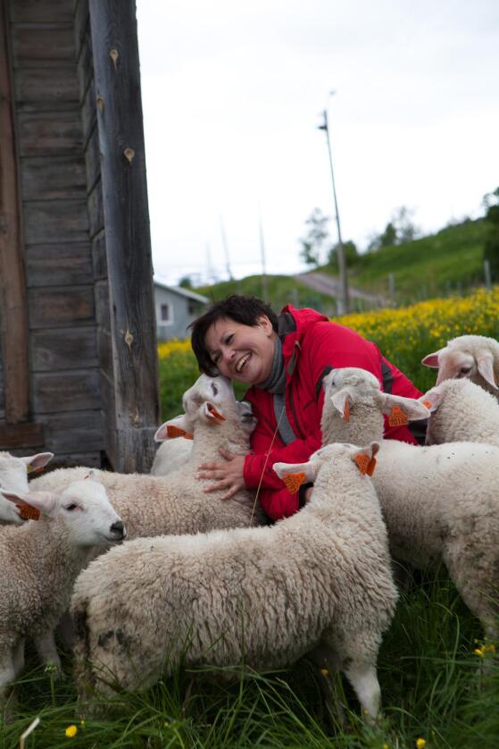 Helga Pedersen bytter ut 169 stortingsrepresentanter fra 19 valgdistrikter med 100 vinterfôrede sau og 200 lam. Foto: Iris Egilsdatter