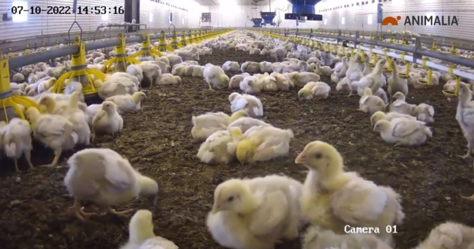 19.500 daggamle kyllinger av hybriden Ross 308 ble satt inn i kyllinghuset til Lars-Otto Grundt og filmet døgnet rundt. Foto:Skjermbilde/Animalia 