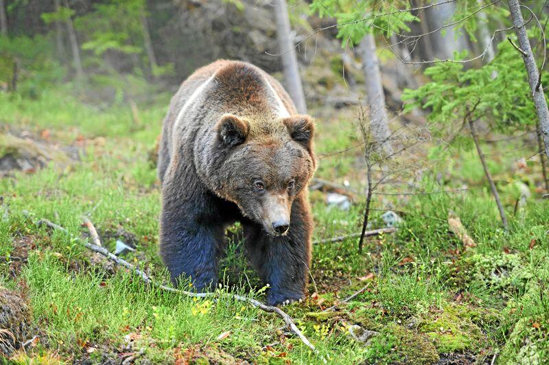 Svenske jegere får lov til å jakte inntil 300 bjørner i lisensjakta fra midten av august til midten av oktober. Foto: Colourbox