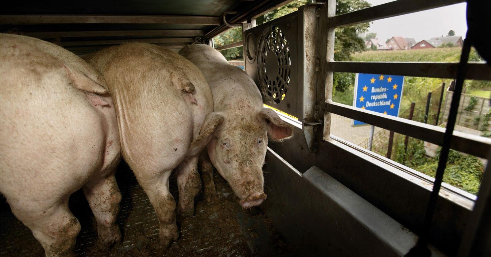 Dyrevernorganisasjon vil stramme inn på transporten av dyr ut av og innad i EU. Bildet er fra Tyskland. Foto: Hans Prinsen/Mostphotos