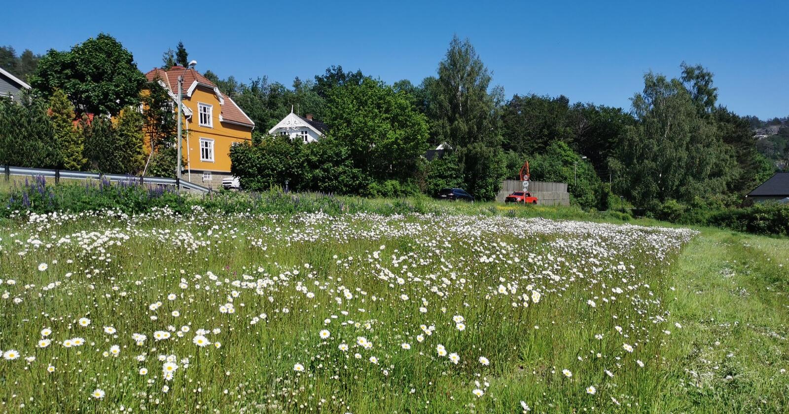 Permanent blomstereng: I 2020 etablerte NLR Viken blomstereng på en liten teig ute av produksjon i Sandefjord. Her ble Nibio Landviks stedegne markblomster sådd inn, og i 2021 blomstrer det fint. (Foto: Hanna Pauline Næss Holm/NLR Viken)
