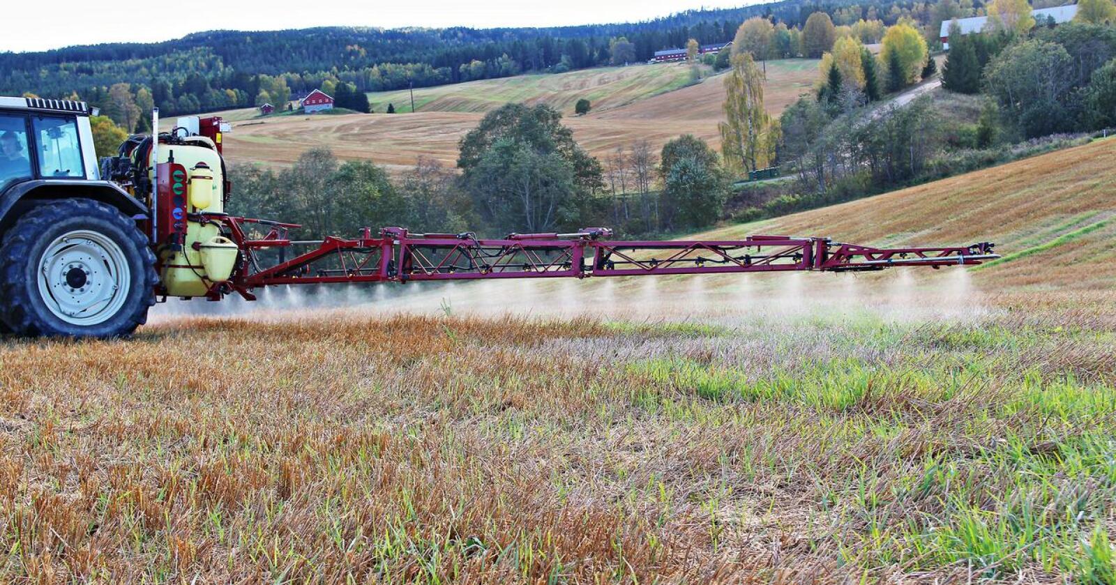 I Norge brukes ugrasmidler med glyfosat ofte til å sprøyte mot kveke i stubbåkeren på høsten. 