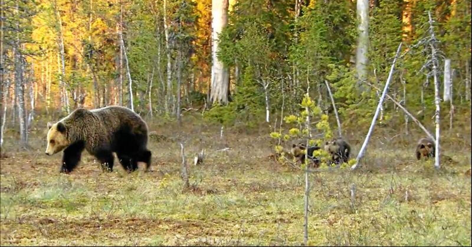 Klima- og miljødepartementet gi bjørnebinner i beiteprioriterte områder sterkere beskyttelse. Foto: Saajaja / Wikimedia Commons (CC BY-SA 3.0)