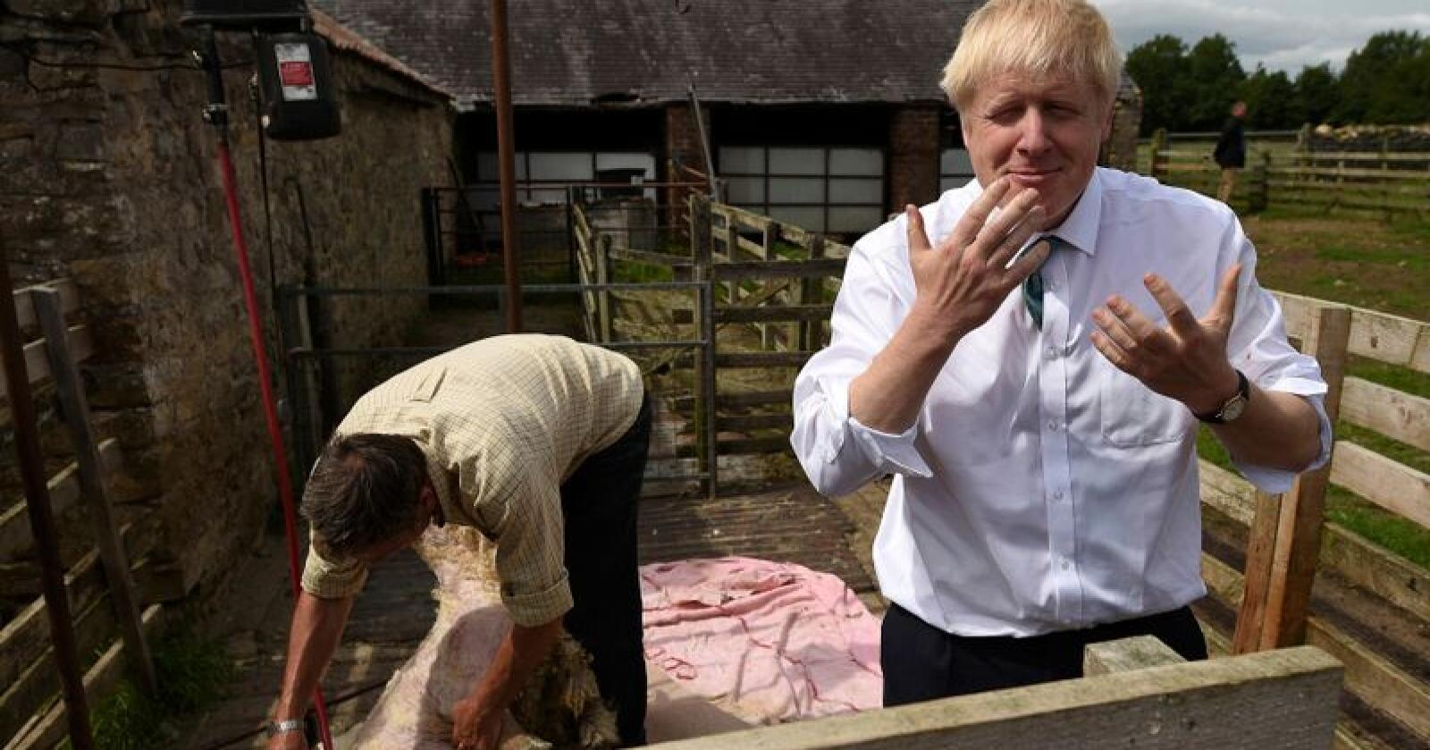Fårete: Statsministerkandidat Boris Johnson (t.h.) etter en saueklipp i Nord-England, torsdag 4. juli 2019.  Foto: Oli Scarff / Pool via AP / NTB Scanpix