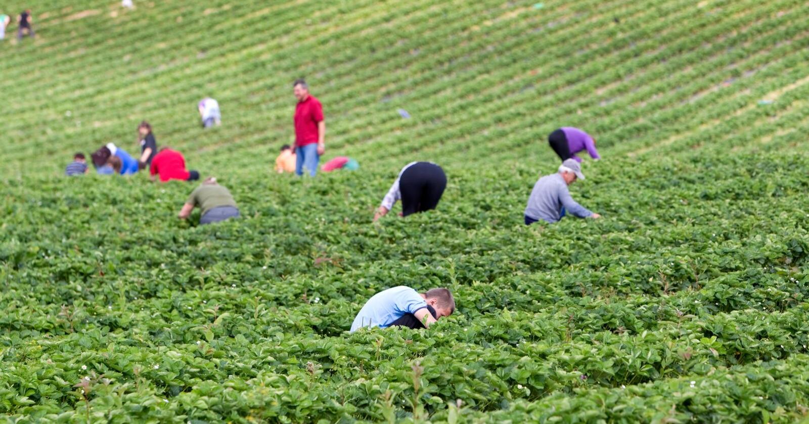 Frukt og bær-sektoren står i fare for å mangle arbeidskraft i år. Foto: Gorm Kallestad / Scanpix