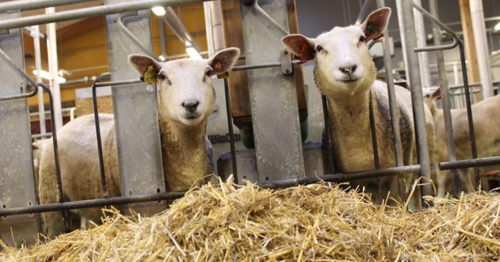 Mulig marked: Storbritannia er et interessant marked for norsk lammekjøtt, mener Bjørn Eidem, forsker i Ruralis. Foto: Marit Glærum