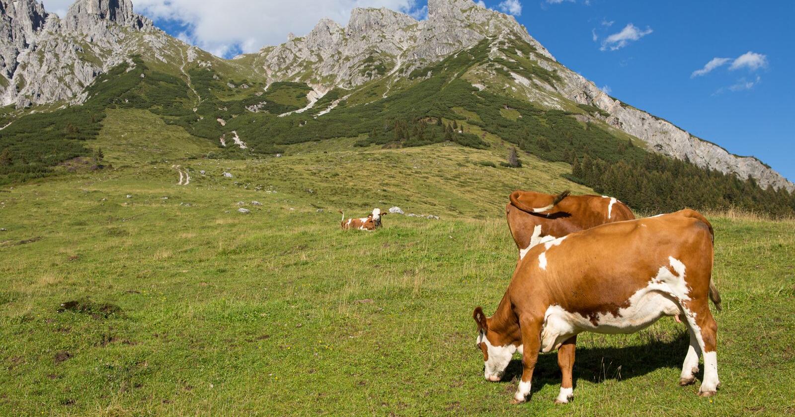 Fjellbøndene i Østerrike har lykkes med å øke produksjonen av melk de siste årene, og eksport til flere land. Foto: Lubos Chlubny/Mostphotos