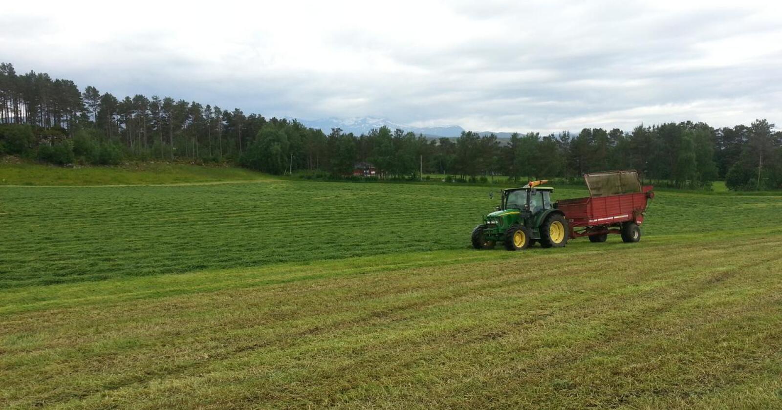 Lite korn: Norsk landbruk er først og fremst bygd på grasproduksjon. Foto: Privat