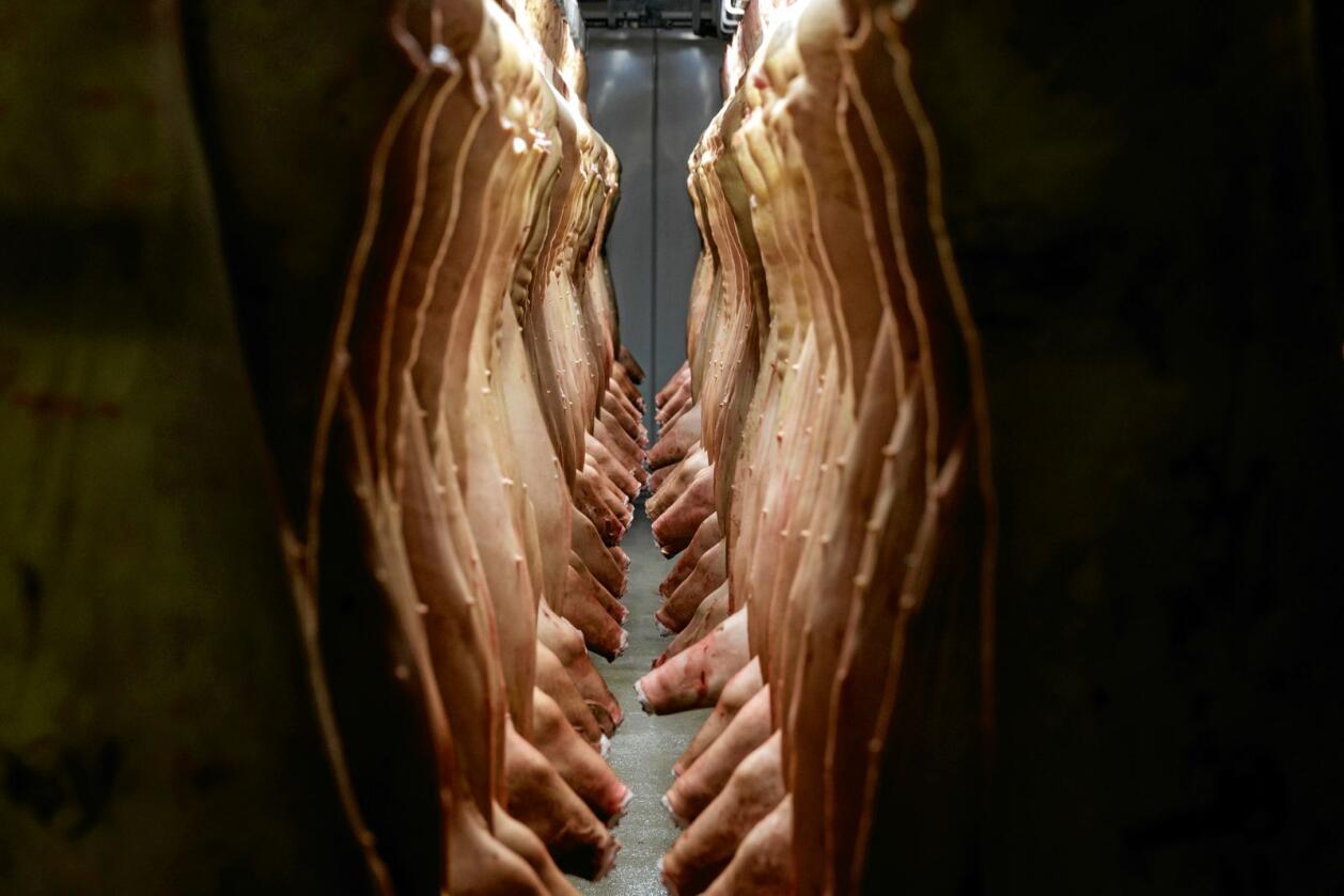 Avtalen innebærer blant annet mer import av svin. Illustrasjonsfoto: Cornelius Poppe / NTB scanpix