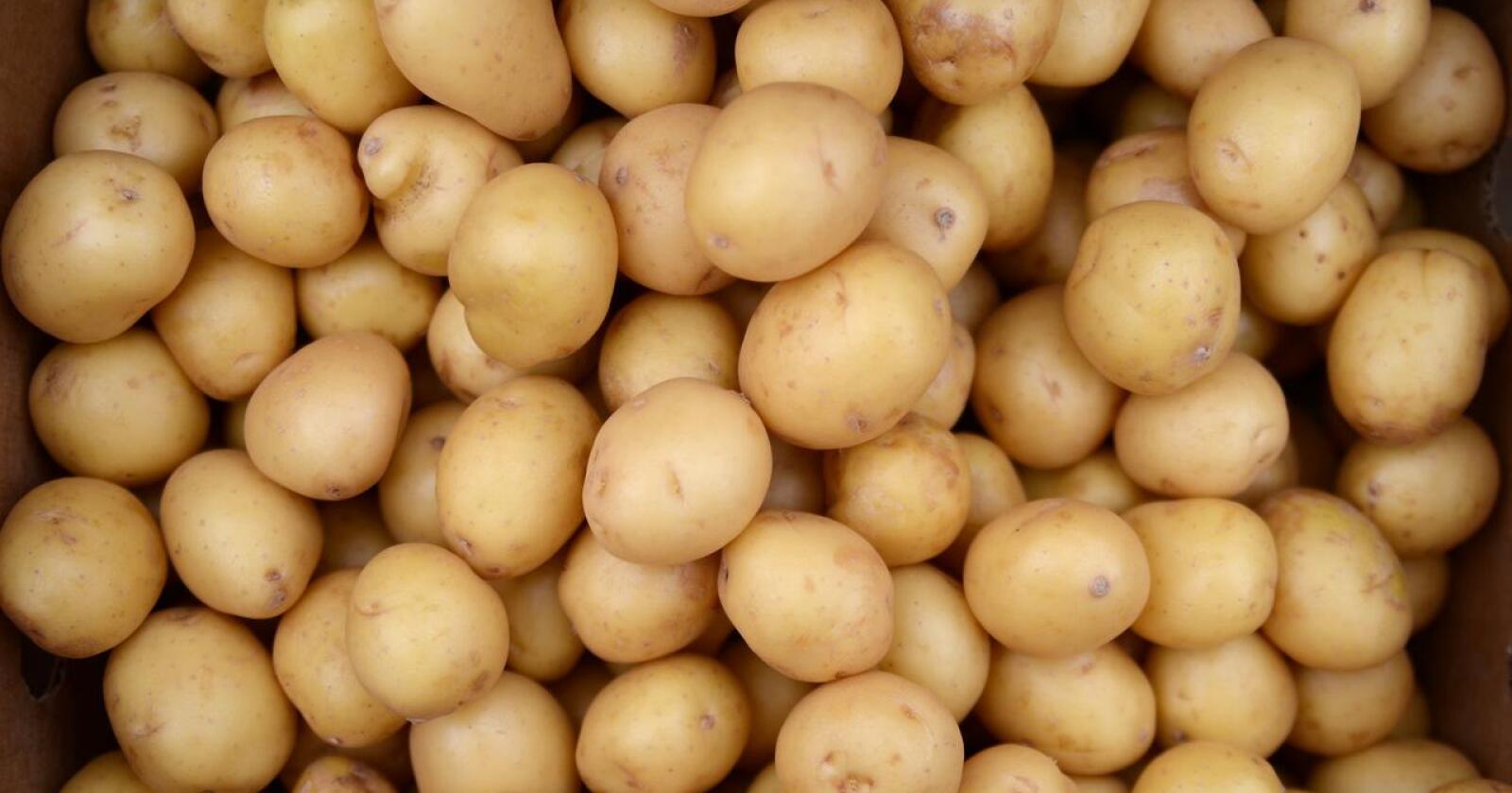 For de utvalgte: Små poteter vil normalt være svinn, og Alferd Sørum mener det er urimelig at bare noen produsenter skal få levere disse. (Arkivfoto)