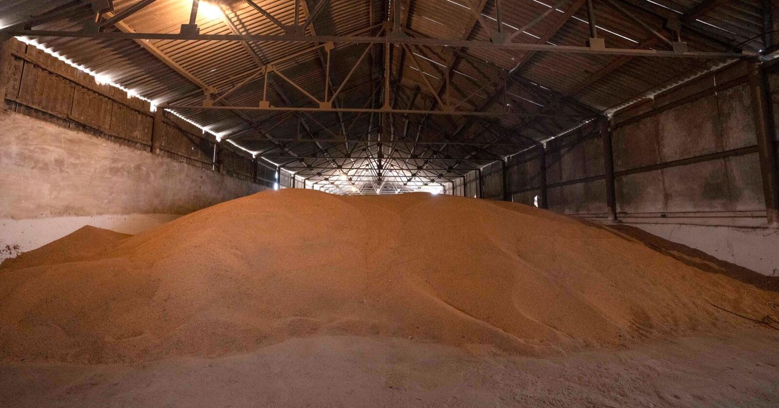 Store kornlagre sitter fast i Ukraina. FN er bekymret – både på grunn av økte matvarepriser og mangel på leveranser. Men også fordi kornlagre er fulle, og det ikke vil være nok plass til årets avling. Foto: AP Photo/Nariman El-Mofty, File/NTB