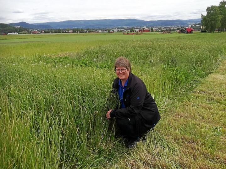 Astrid Johansen (NIBIO) anbefaler å følge med på utviklinga i graset og slå når det er klart. Fokus bør ligge på kvalitet framfor mengde. Foto: NIBIO.